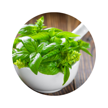 Basilic exotique bio