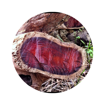 Bois de rose bio