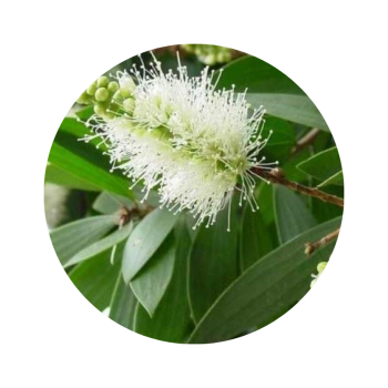Cajeput