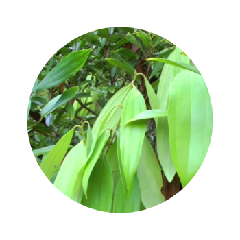 Cannelle de ceylan (feuille)