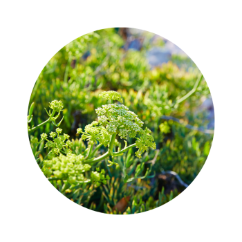 Criste marine bio