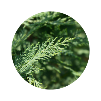 Cyprès de provence bio