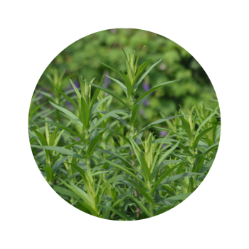 Estragon de provence bio