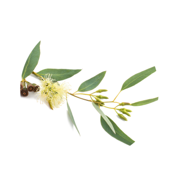 Eucalyptus citronné bio