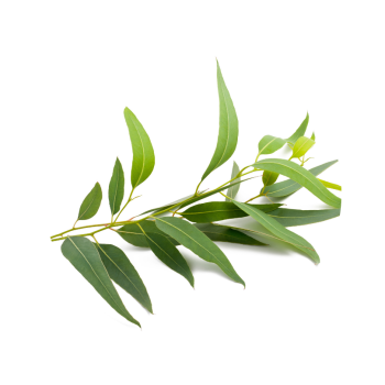 Eucalyptus globuleux bio