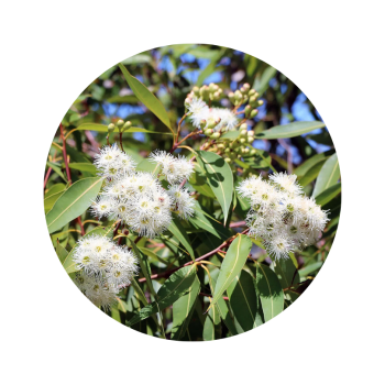 Eucalyptus mentholé
