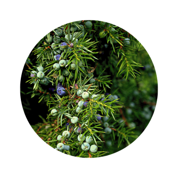 Genévrier de provence bio
