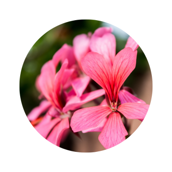 Géranium rosat d'egypte