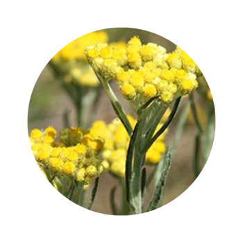 Hélichryse à capitules nus bio
