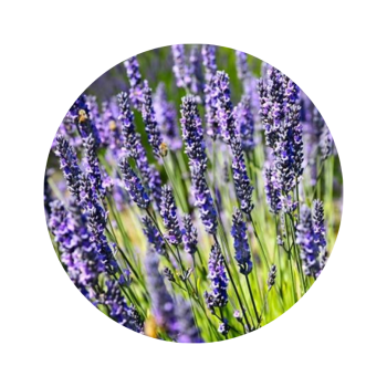 Lavandin super de provence