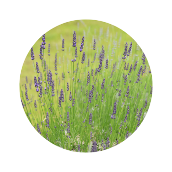 Lavandin super de provence bio