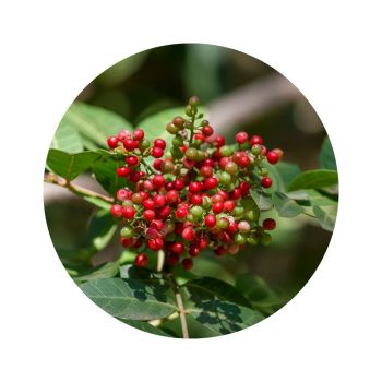 Lentisque pistachier bio