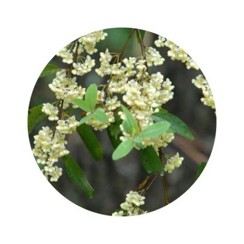 Litsée citronnée