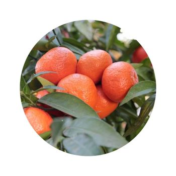 Mandarine rouge bio