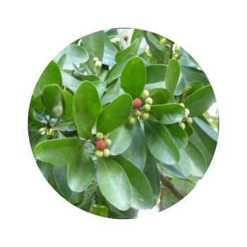 Mandravasarotra