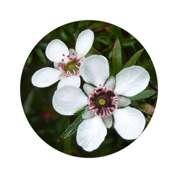 Manuka