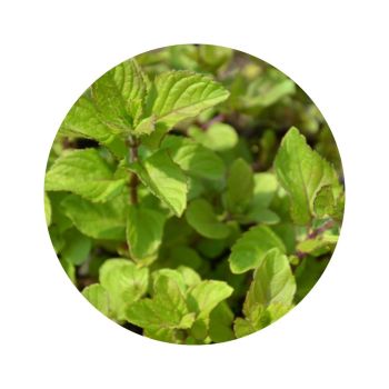 Menthe bergamote