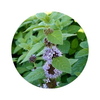 Menthe des champs