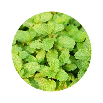 Menthe poivrée