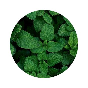 Menthe verte