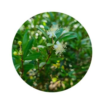 Myrte vert bio