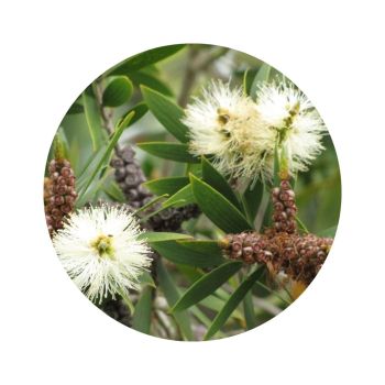 Niaouli bio
