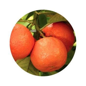 Orange amère ou bigarade