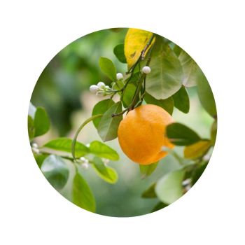 Petitgrain bigarade bio
