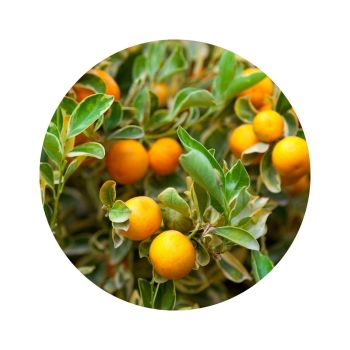 Petitgrain mandarine