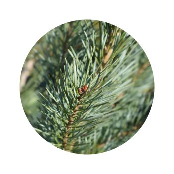 Pin sylvestre