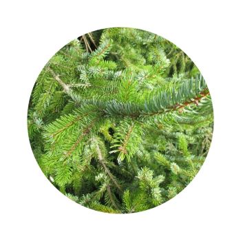 Pin sylvestre bio