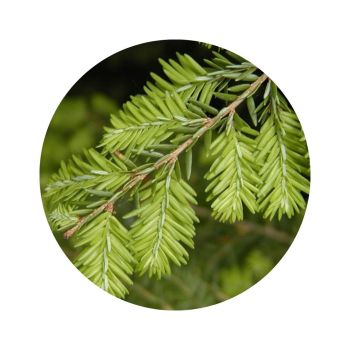 Pruche bio
