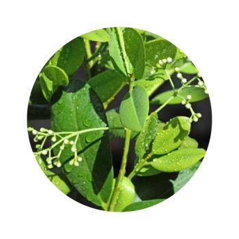 Ravensare aromatique
