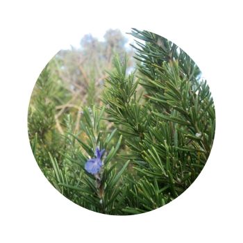 Romarin de provence bio
