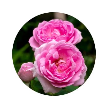 Rose de damas