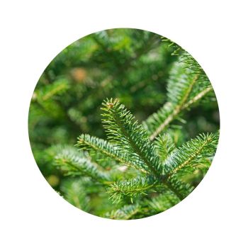 Sapin baumier bio