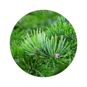 Sapin de sibérie