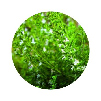 Sarriette des montagnes bio