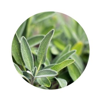 Sauge officinale