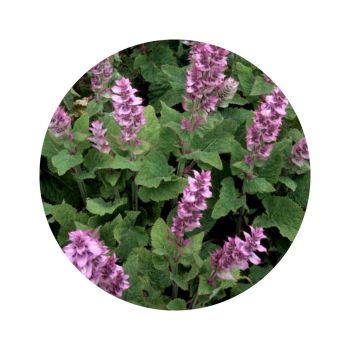 Sauge sclarée de provence bio