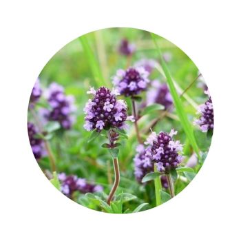 Thym à thuyanol de provence