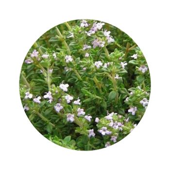 Thym à thymol