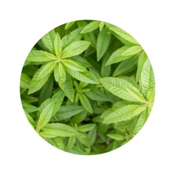 Verveine odorante