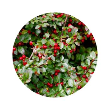 Wintergreen bio