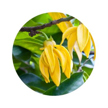 Ylang-ylang complète bio