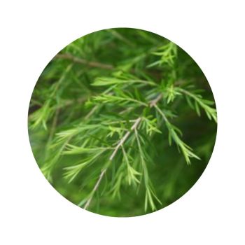 Tea tree bio
