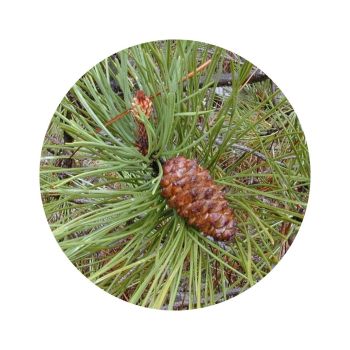 Térébenthine