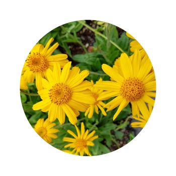 Huile d'arnica bio