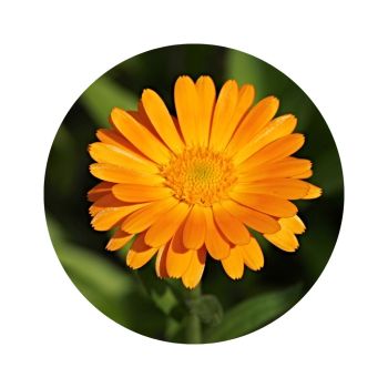 Huile de calendula bio