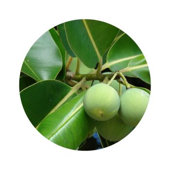 Huile de calophylle inophyle bio